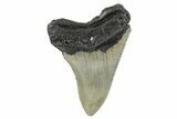 Serrated, Fossil Megalodon Tooth - North Carolina #273995-1